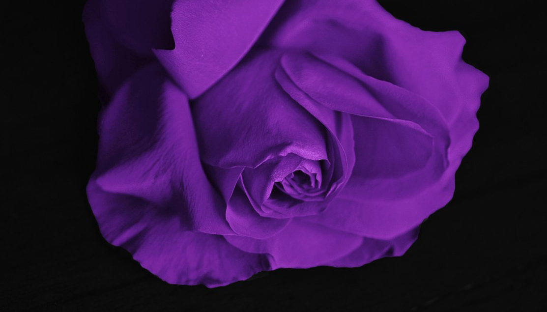 lila růže